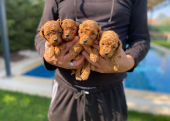 Toy poodle yavruları